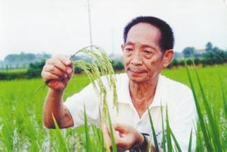 袁隆平超级稻被指曾隐瞒缺陷- - 粮油市场报主办