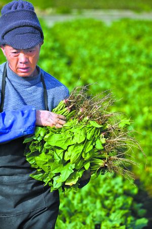 从化村民种植的有机蔬菜。广州日报记者王维宣