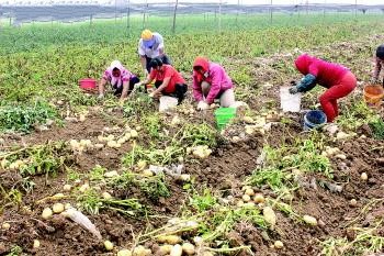 山东昌邑土豆种植区进入收获期 高产价不菲 _