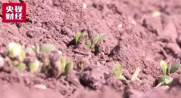 央视财经调研：大豆补贴困局-