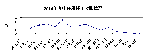  稻谷市场总体平稳 托市收购接近尾声